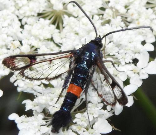 Réf. 264 153 : Synanthedon myopaeformis